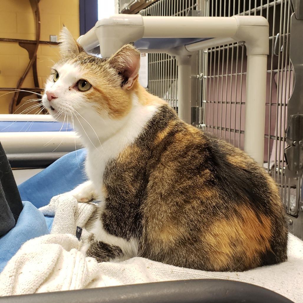 Enlarge Princess Donut, a Adoptable Domestic Short Hair in Charlottesville, VA image 6/6