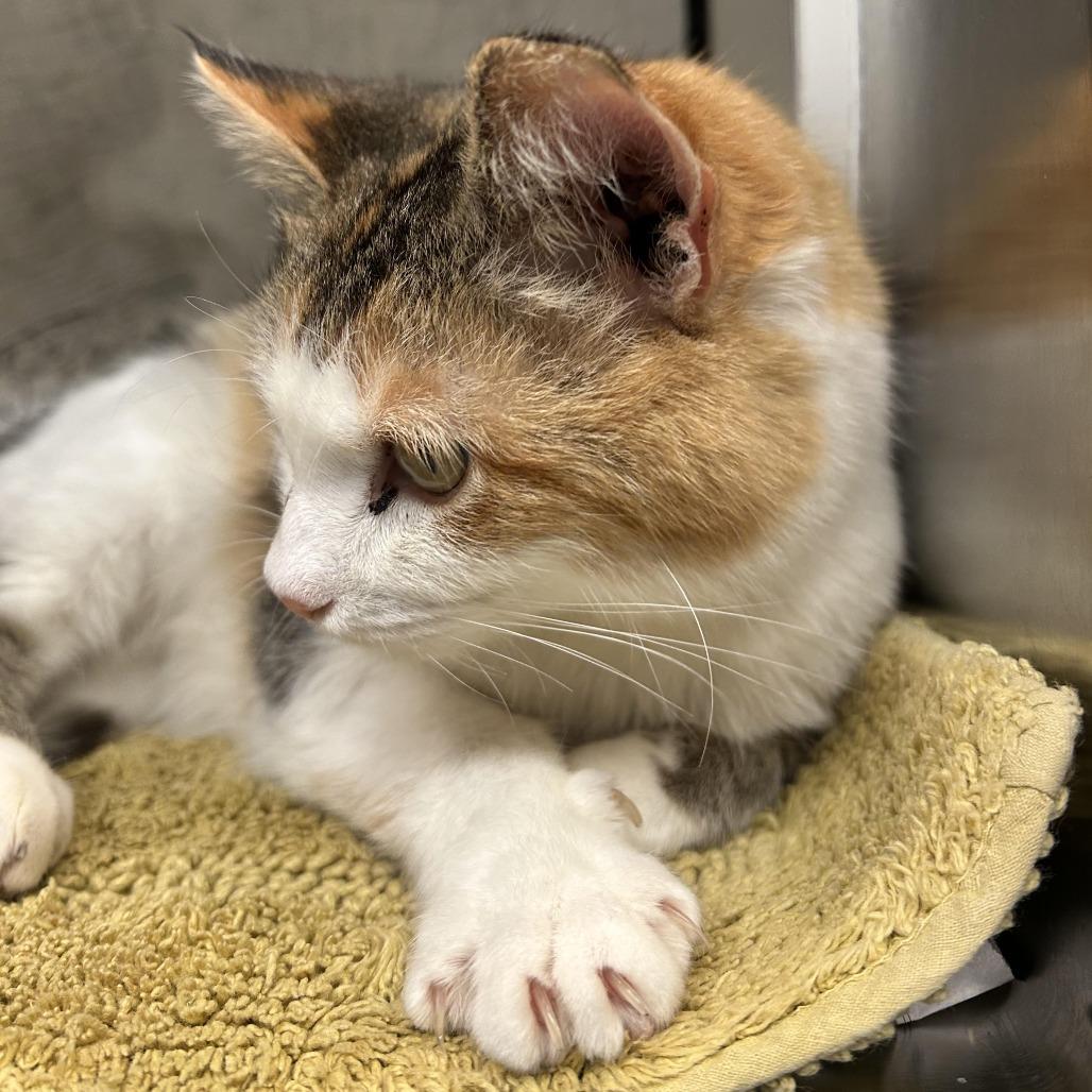 Princess Donut, a Adoptable Domestic Short Hair in Charlottesville, VA image 6/6