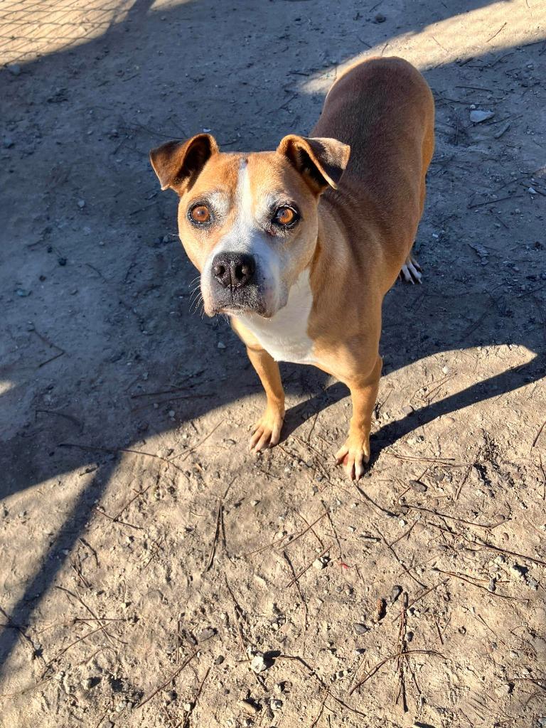 Enlarge Roxy, a Adoptable mixed breed in New Bern, NC image 1/1