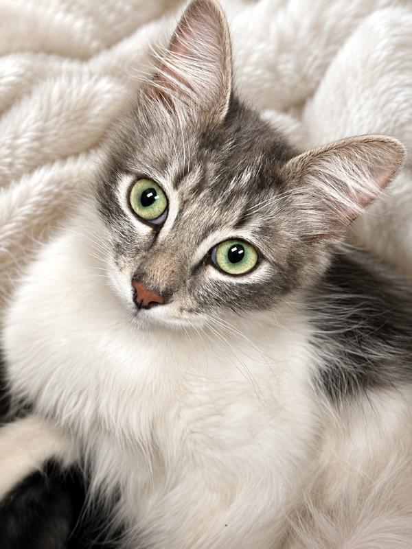 Enlarge Kitty, a Adoptable mixed breed in Victorville, CA image 1/1