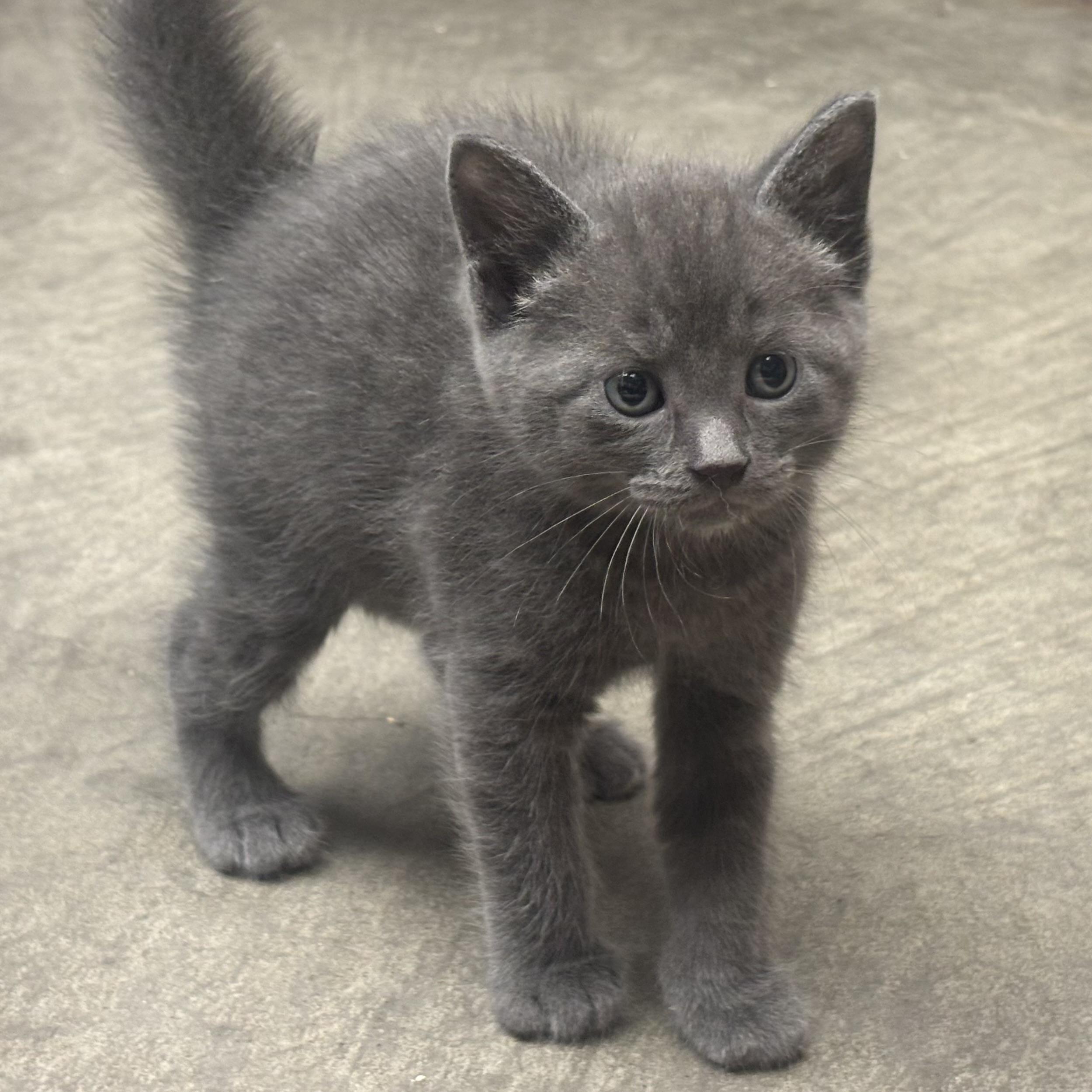 Nash, ADOPTABLE, Kitten Male Domestic Short Hair.