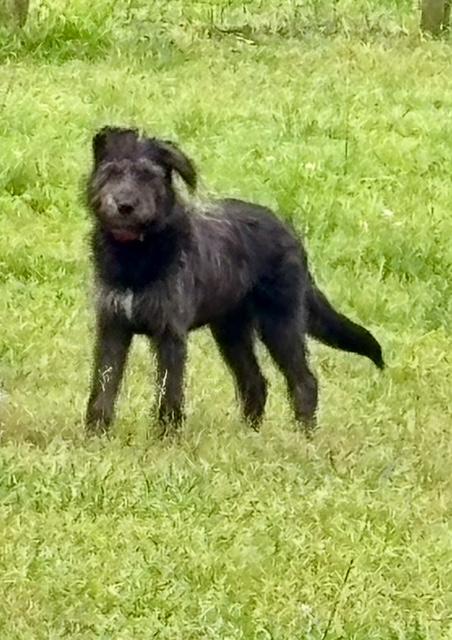 LACEY, an adoptable Labradoodle in Port Elizabeth, NJ, 08204 | Photo Image 2