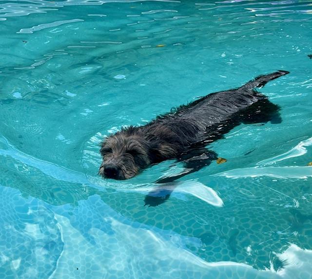 LACEY, an adoptable Labradoodle in Port Elizabeth, NJ, 08204 | Photo Image 3