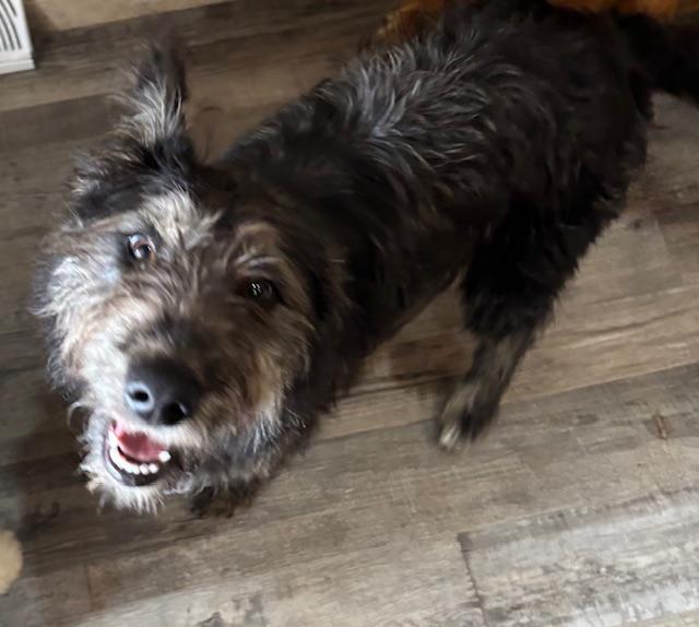 LACEY, an adoptable Labradoodle in Port Elizabeth, NJ, 08204 | Photo Image 5
