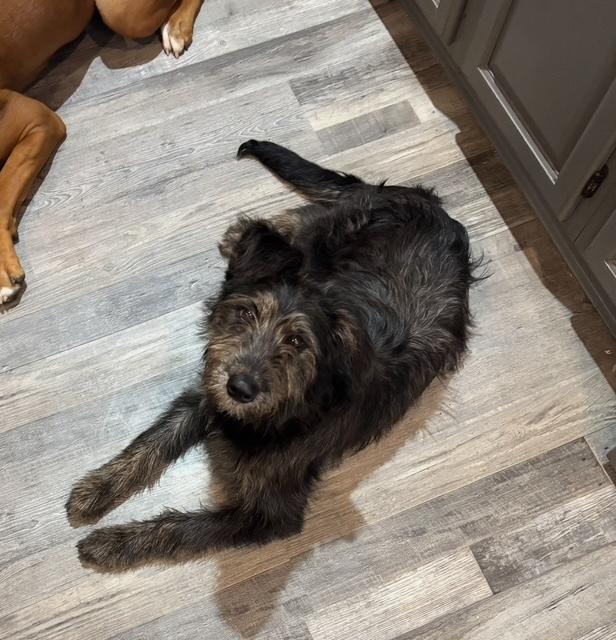 LACEY, an adoptable Labradoodle in Port Elizabeth, NJ, 08204 | Photo Image 4