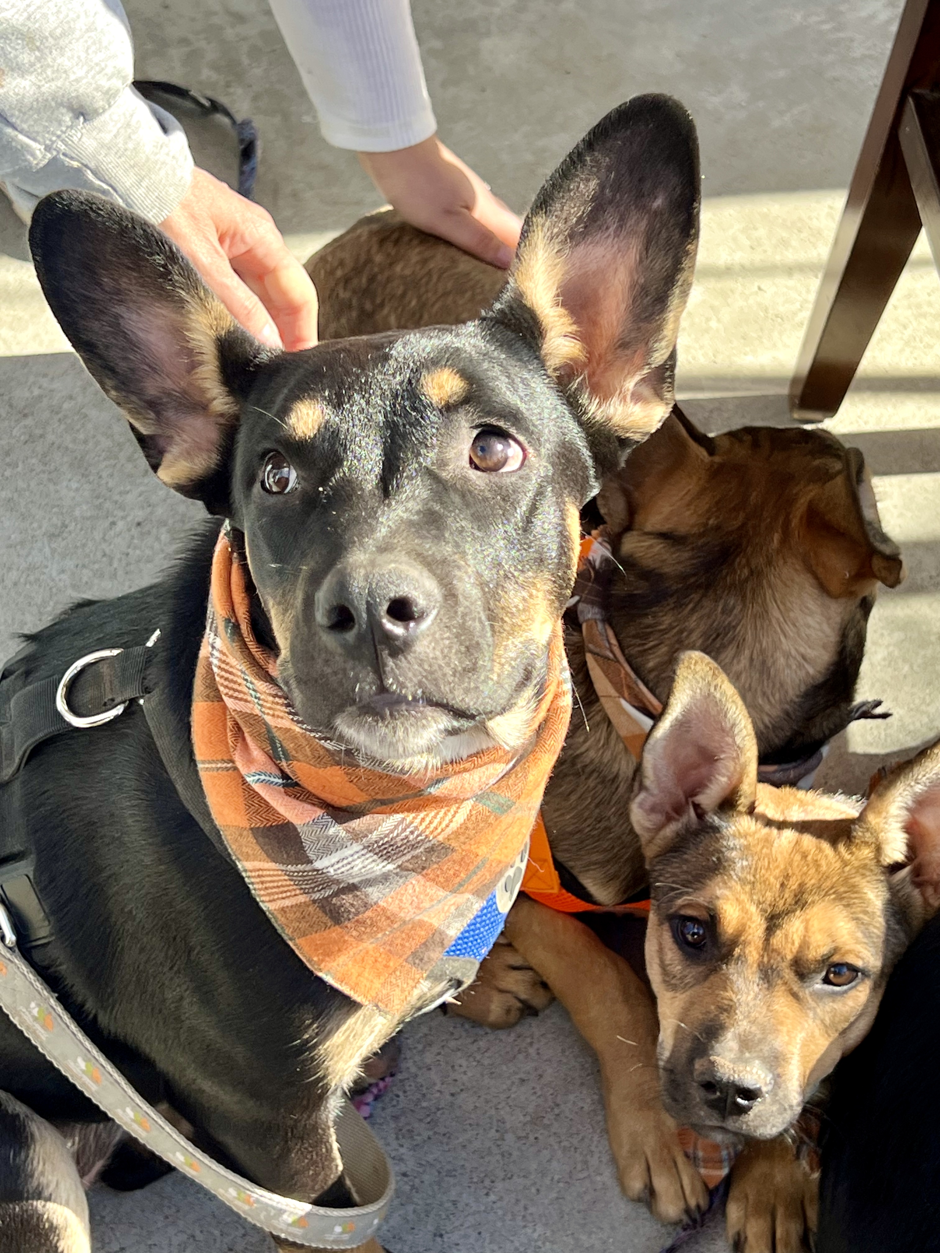 Justice, Adoptable, Puppy Female Shepherd.