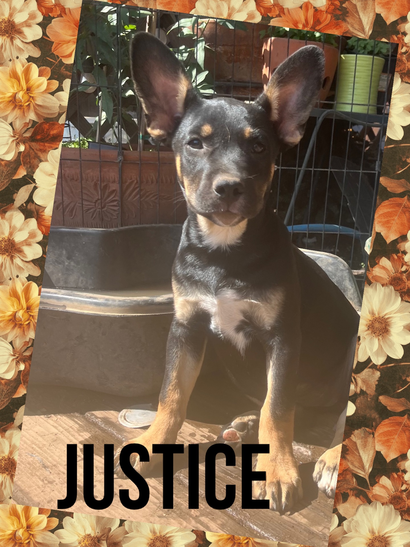 Enlarge Justice, a Adoptable mixed breed in Concord, CA image 2/3