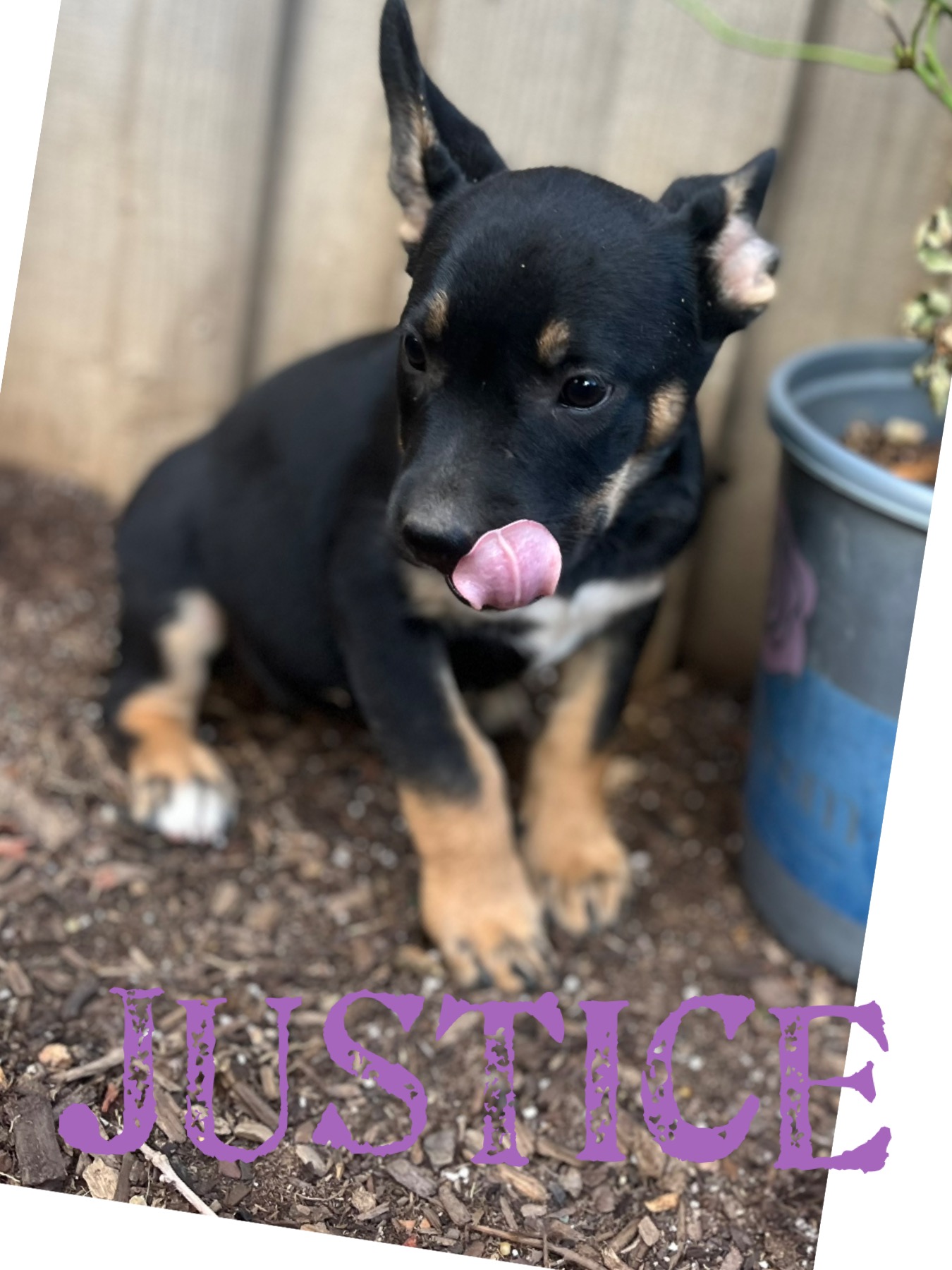 Enlarge Justice, a Adoptable mixed breed in Concord, CA image 3/3