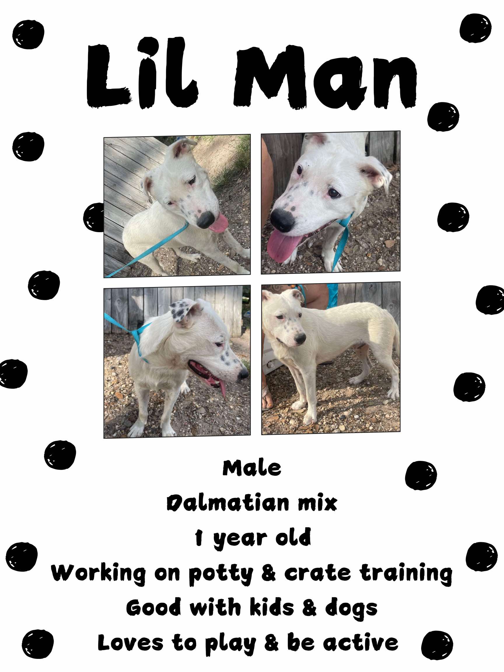 Enlarge Lil Man, a Adoptable mixed breed in Aulac, NB image 1/1