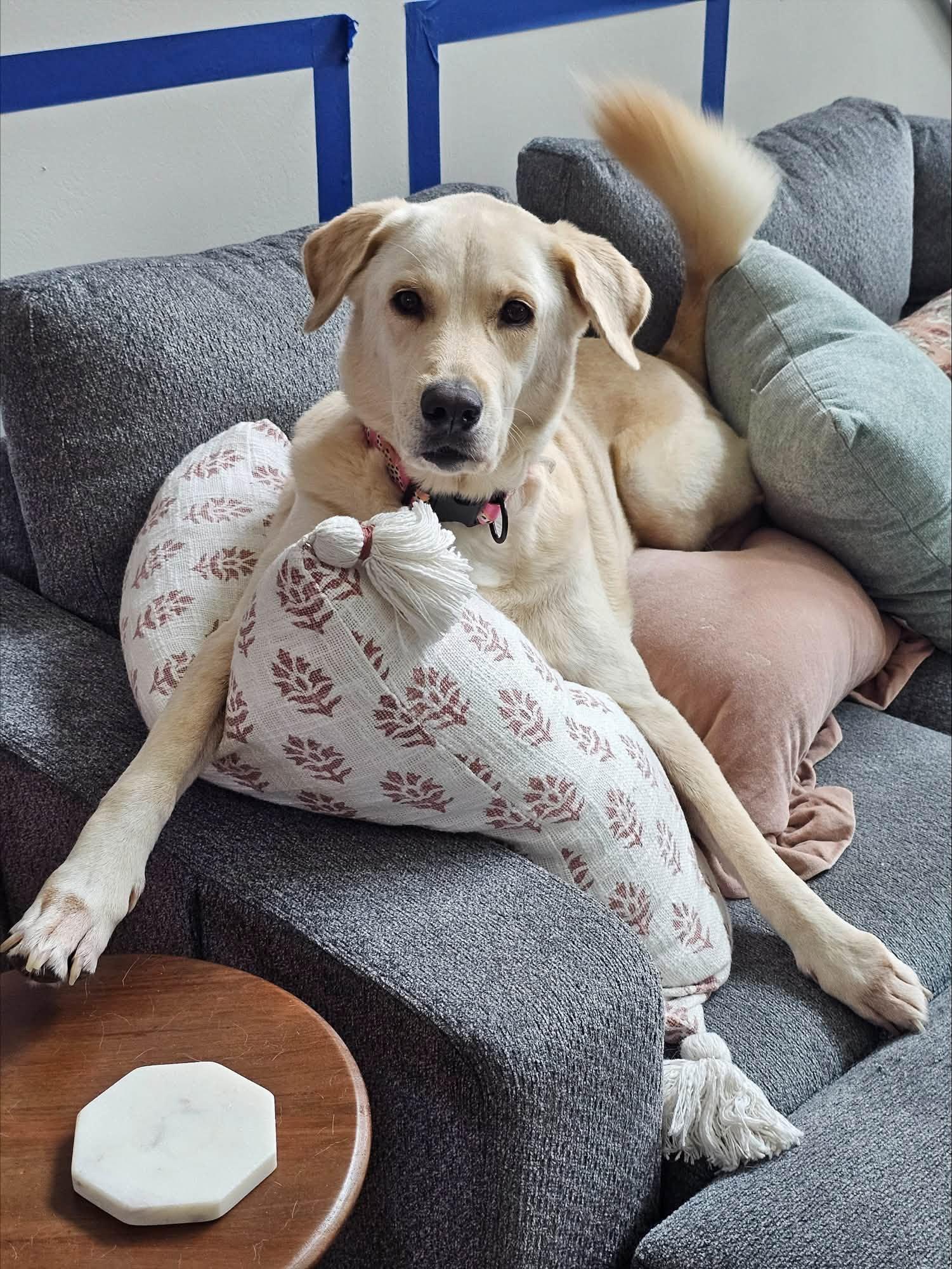 Winnie, ADOPTABLE, Adult Female Labrador Retriever.
