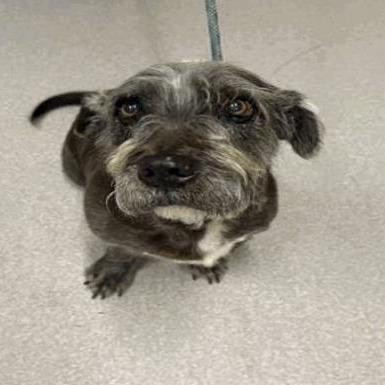 Benny — thumbnail 2