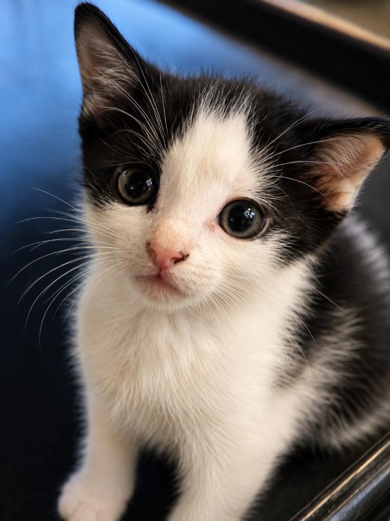 Tracey Partridge, Adoptable, Kitten Female Domestic Short Hair.