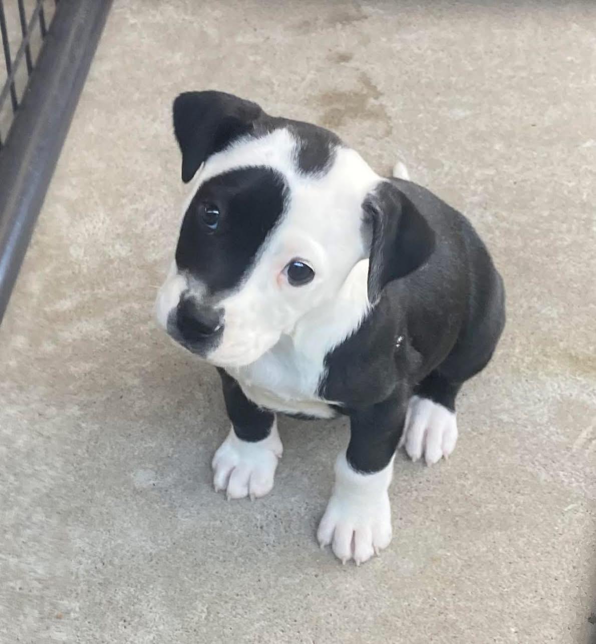 Enlarge Shayla, a ADOPTABLE mixed breed in Manchester, NH image 2/2