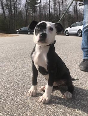 Shayla, ADOPTABLE, Puppy Female Pit Bull Terrier.