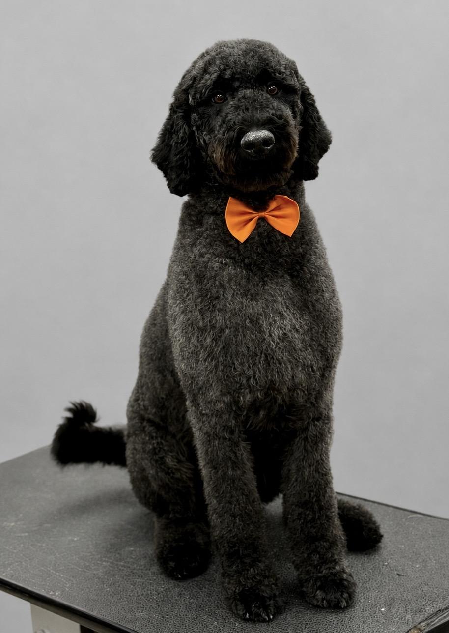 Beauregard, ADOPTABLE, Young Male Standard Poodle & Labradoodle.