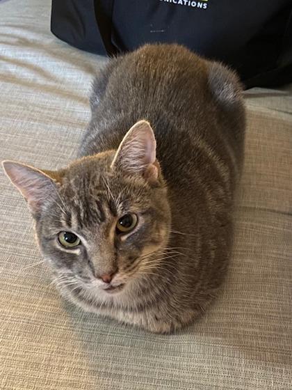 Rhinestone Cowboy, Adoptable, Young Male Domestic Short Hair & Domestic Short Hair.