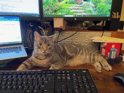 Enlarge Rhinestone Cowboy, a Adoptable mixed breed in Lowell, MA image 2/3