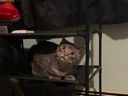 Enlarge Rhinestone Cowboy, a Adoptable mixed breed in Lowell, MA image 3/3