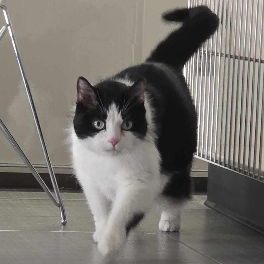 Orchid, Adoptable, Adult Female Domestic Short Hair.