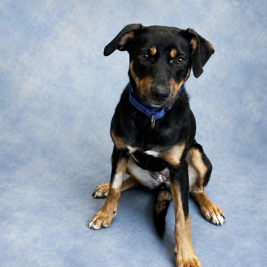 Eve, ADOPTABLE, Young Female Australian Kelpie.