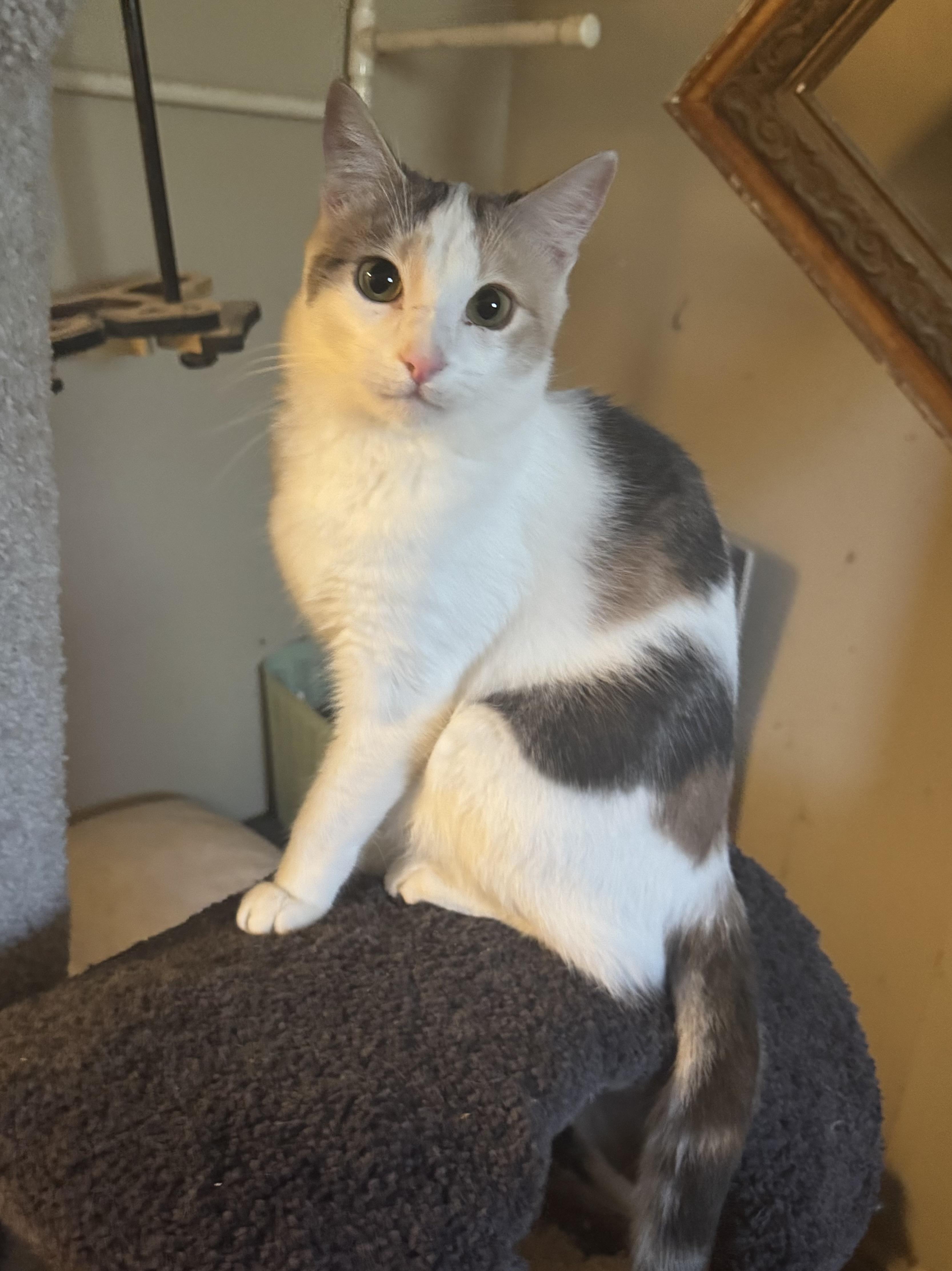Suzie Q , Adoptable, Young Female Domestic Short Hair.
