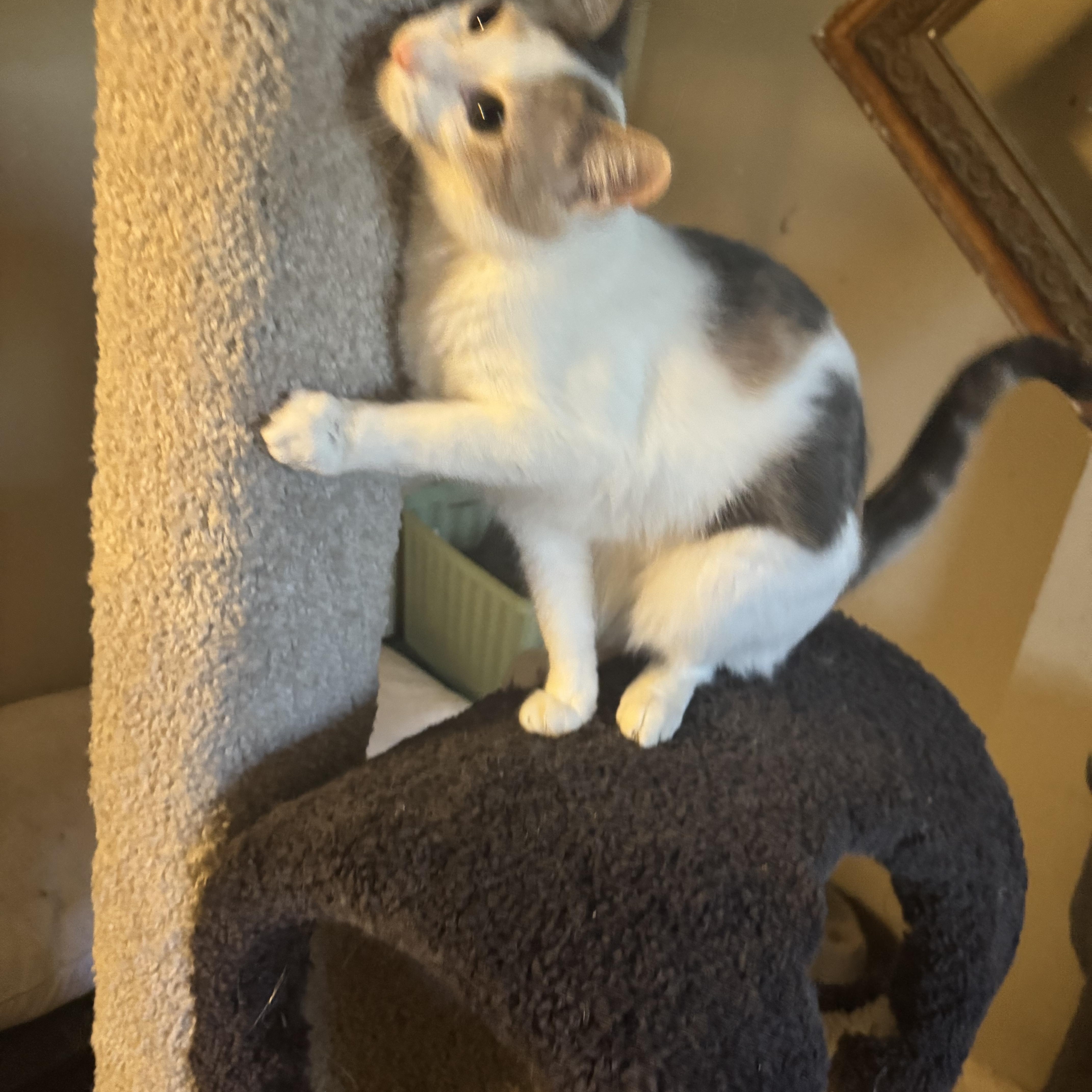 Enlarge Suzie Q , a Adoptable Domestic Short Hair in Warwick, RI image 5/6