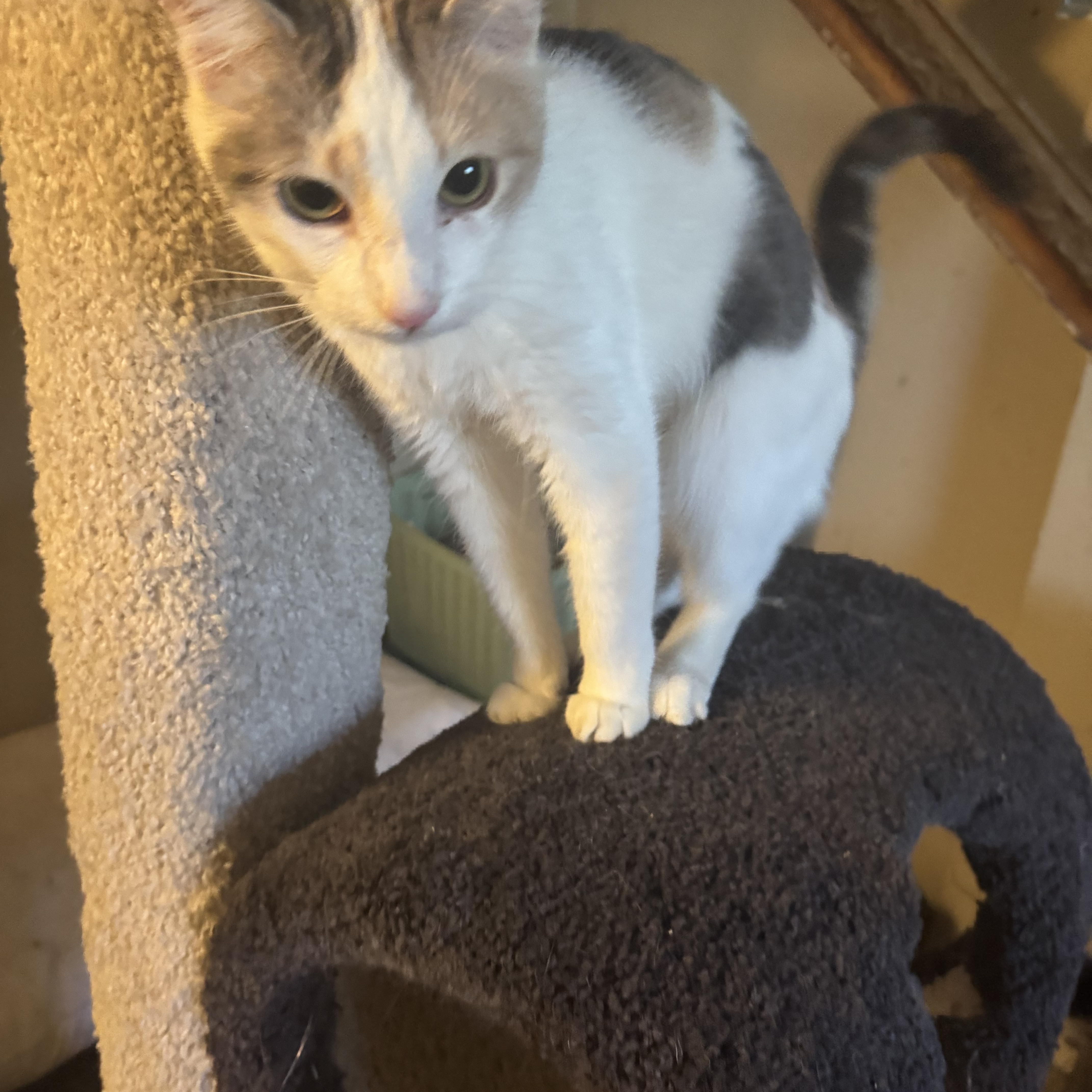 Enlarge Suzie Q , a Adoptable Domestic Short Hair in Warwick, RI image 4/6