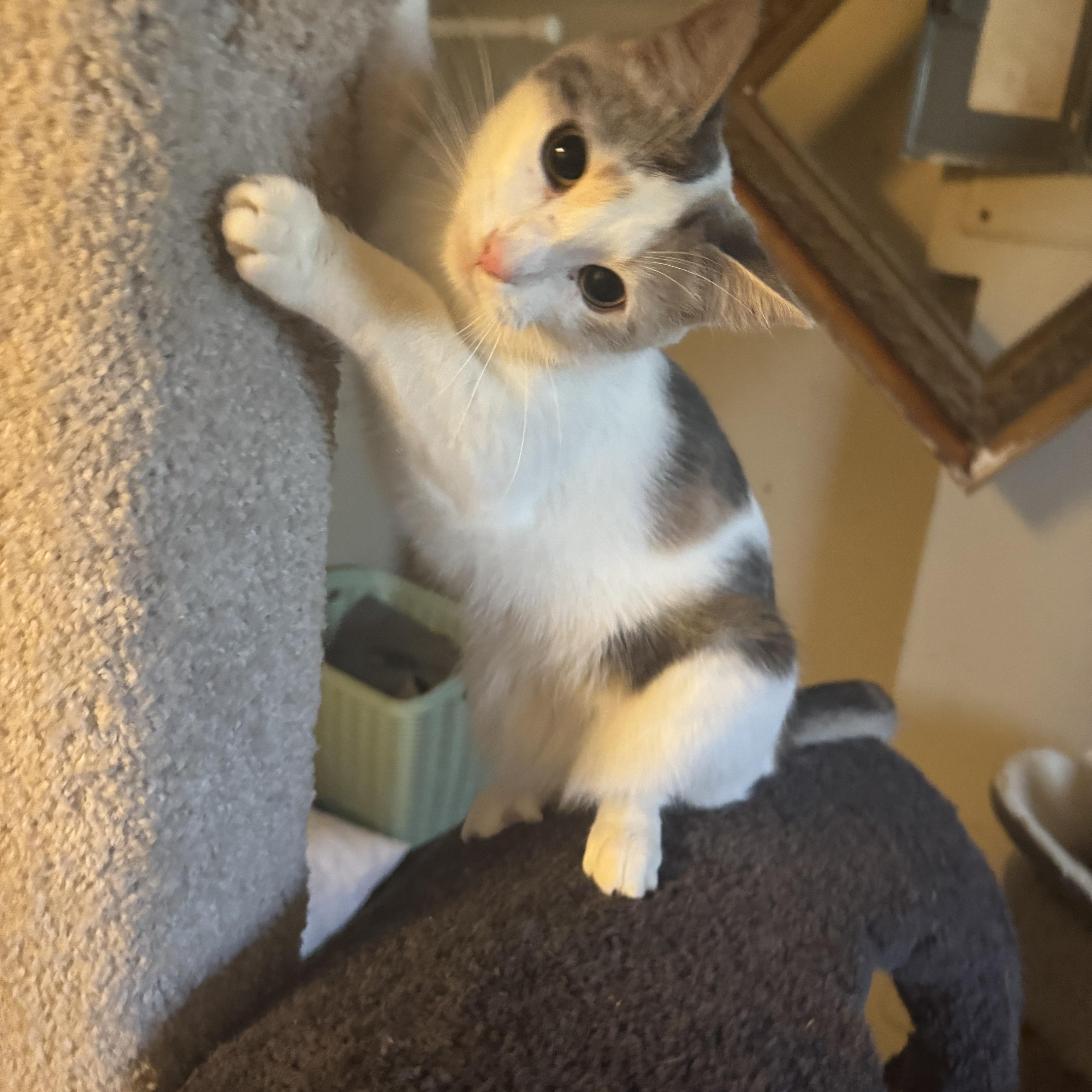 Enlarge Suzie Q , a Adoptable Domestic Short Hair in Warwick, RI image 6/6