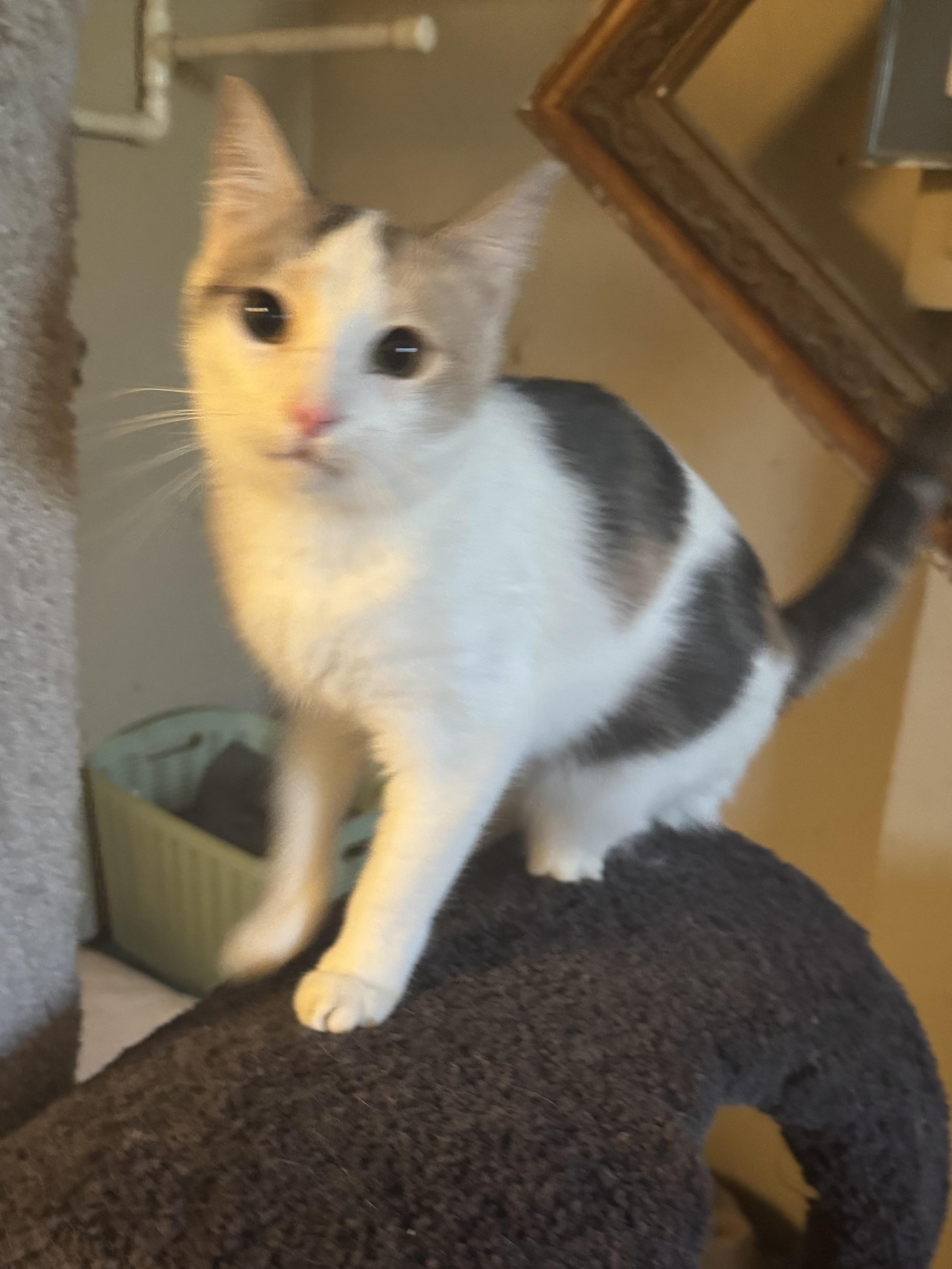 Enlarge Suzie Q , a Adoptable Domestic Short Hair in Warwick, RI image 2/6