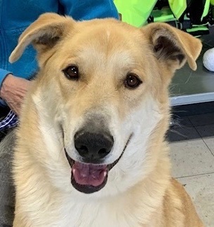 Apollo, an adoptable Carolina Dog, Jindo in San Luis, CO, 81152 | Photo Image 3