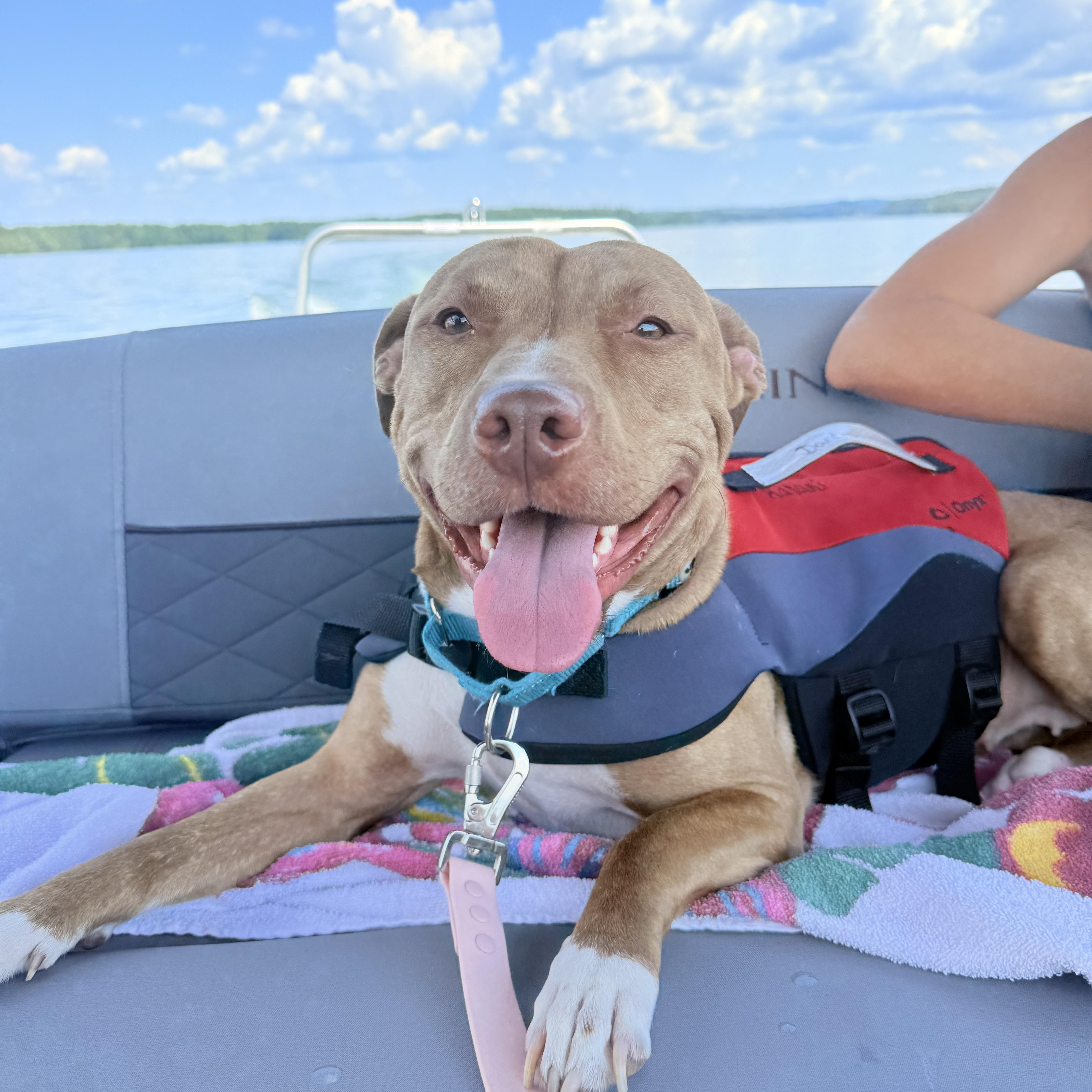 Enlarge Harper, a Adoptable mixed breed in Roswell, GA image 2/4