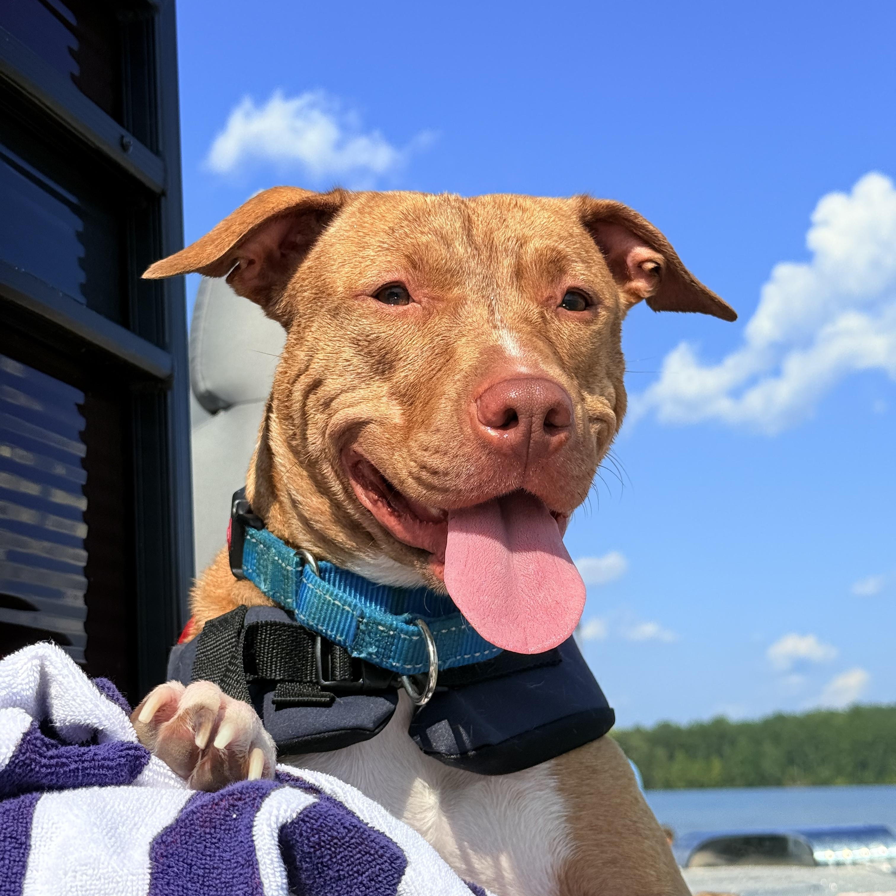 Harper, Adoptable, Adult Female Pit Bull Terrier.