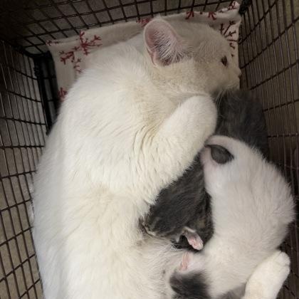 Snow White, Adoptable, Adult Female Domestic Short Hair.