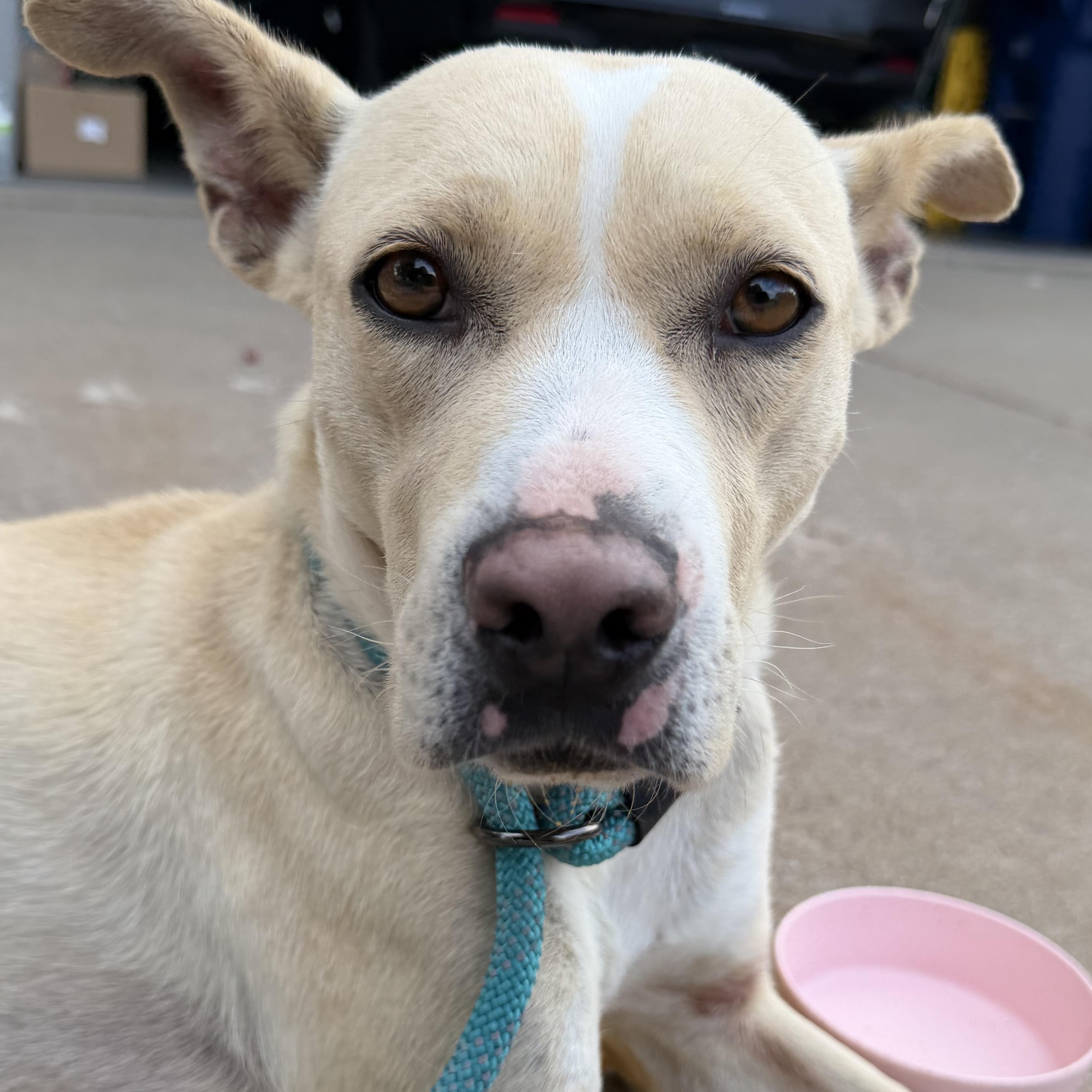 Enlarge Elsie Bell, a ADOPTABLE mixed breed in Bettendorf, IA image 3/5