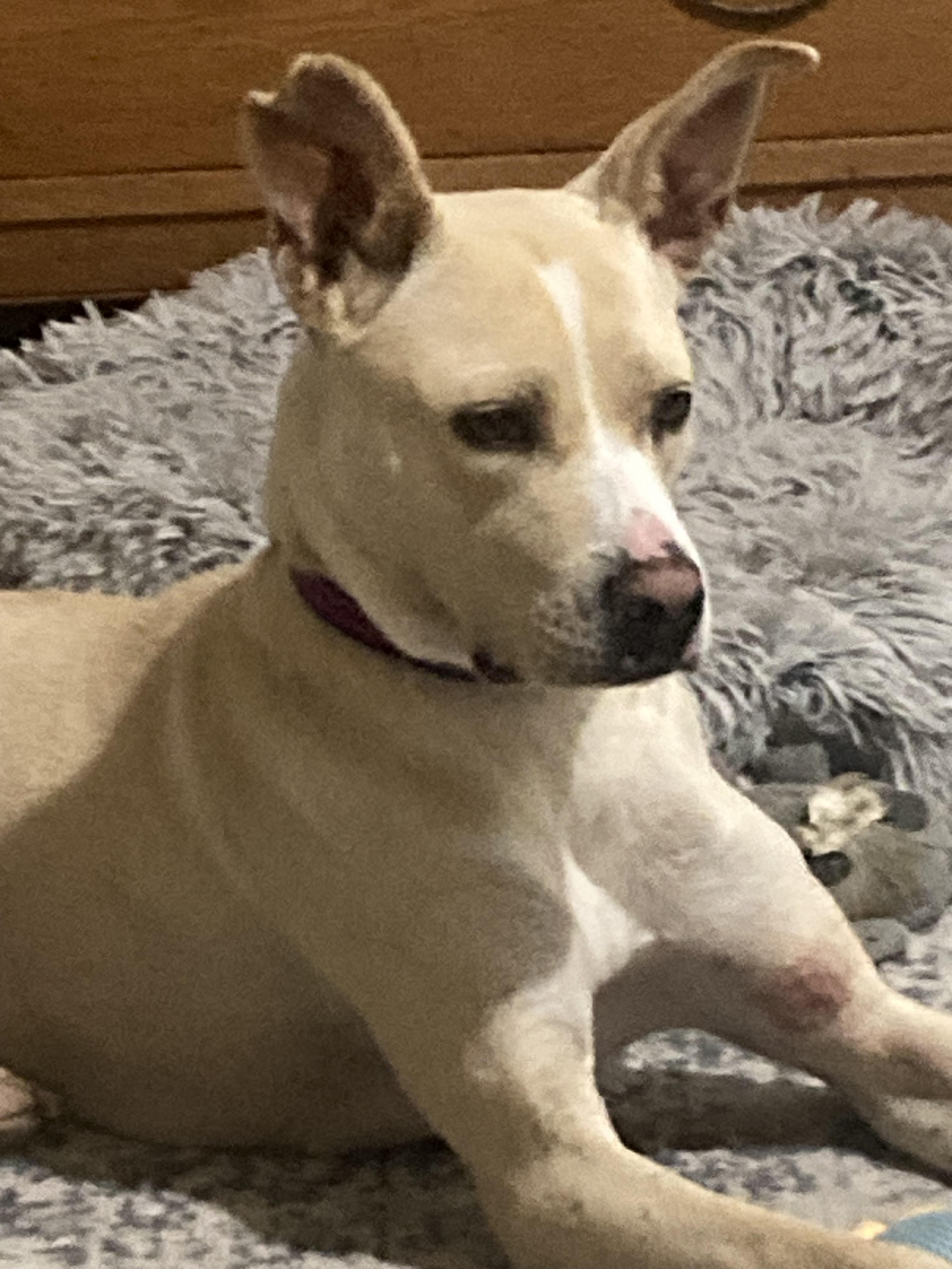 Enlarge Elsie Bell, a ADOPTABLE mixed breed in Bettendorf, IA image 4/5