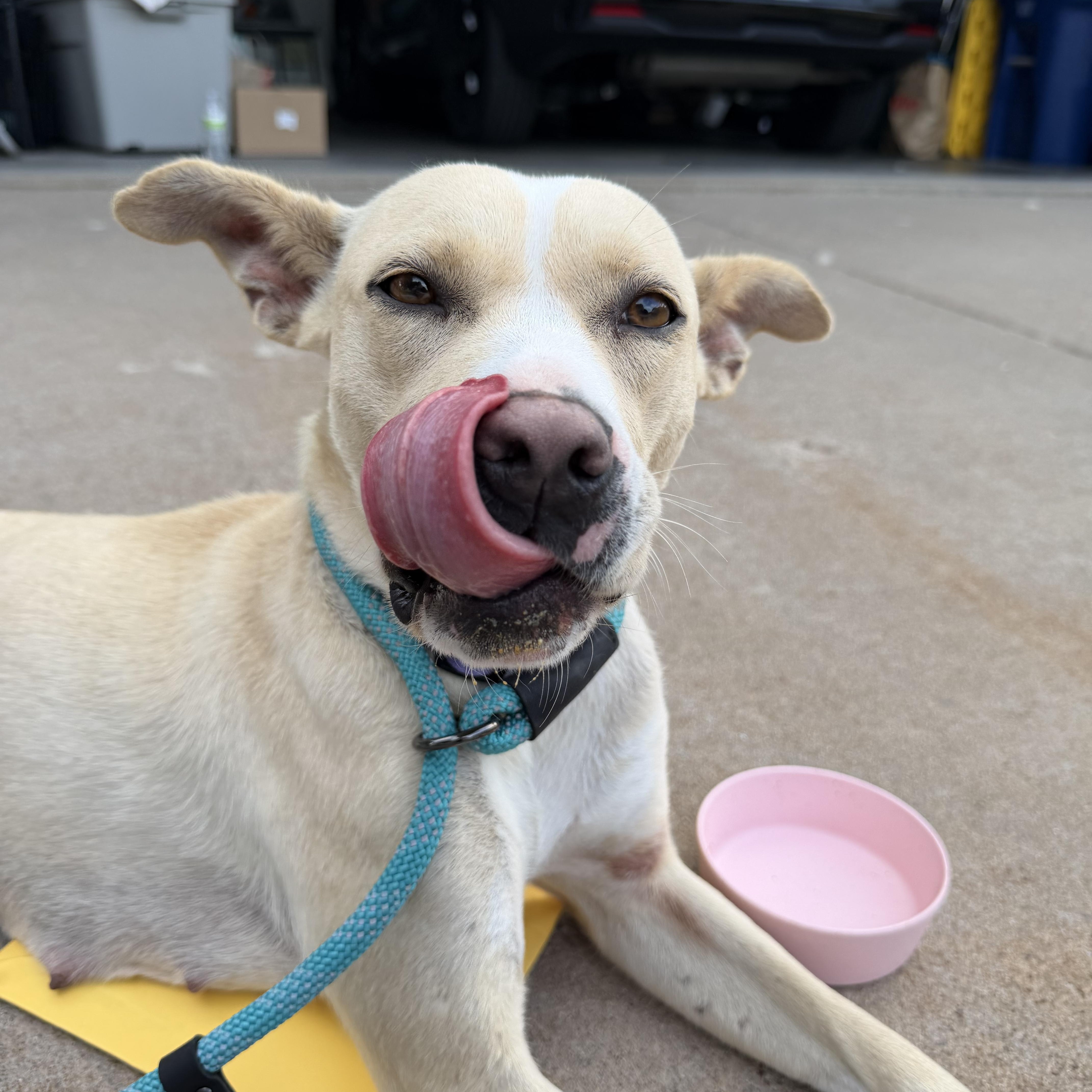 Enlarge Elsie Bell, a ADOPTABLE mixed breed in Bettendorf, IA image 5/5