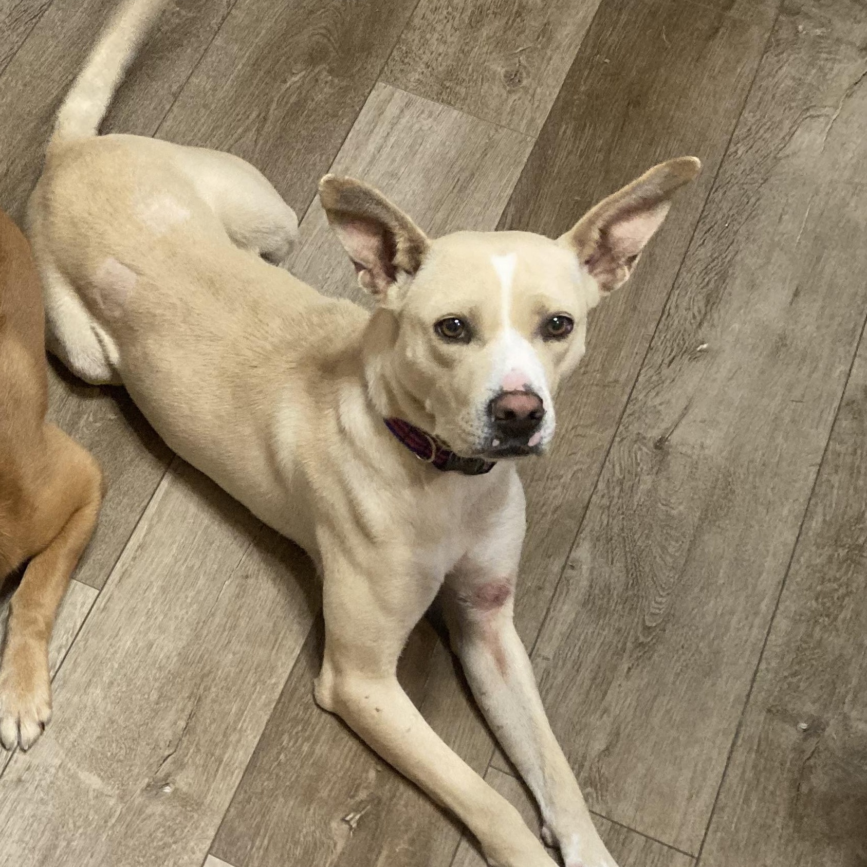 Enlarge Elsie Bell, a ADOPTABLE mixed breed in Bettendorf, IA image 1/5