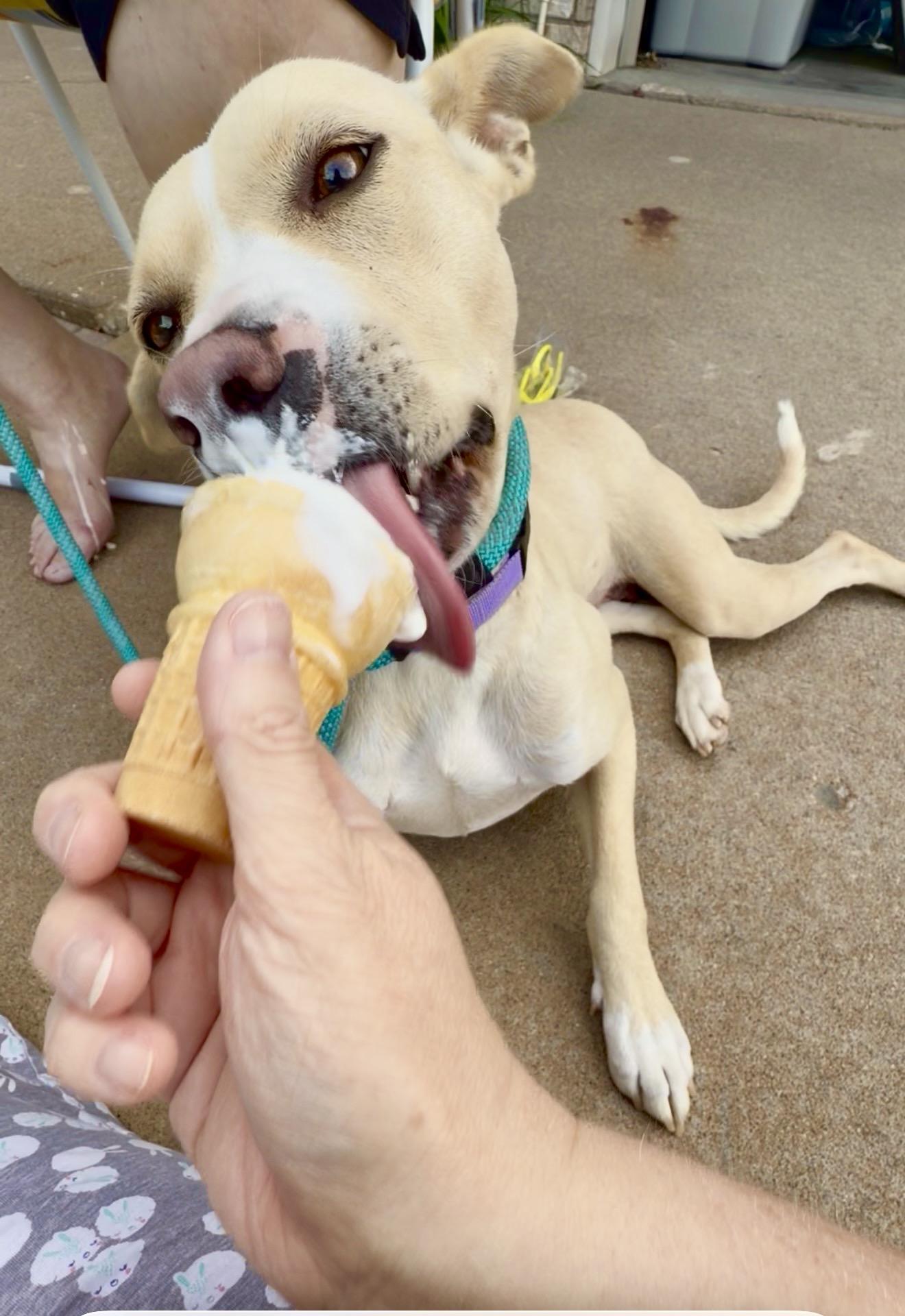 Enlarge Elsie Bell, a ADOPTABLE mixed breed in Bettendorf, IA image 2/5