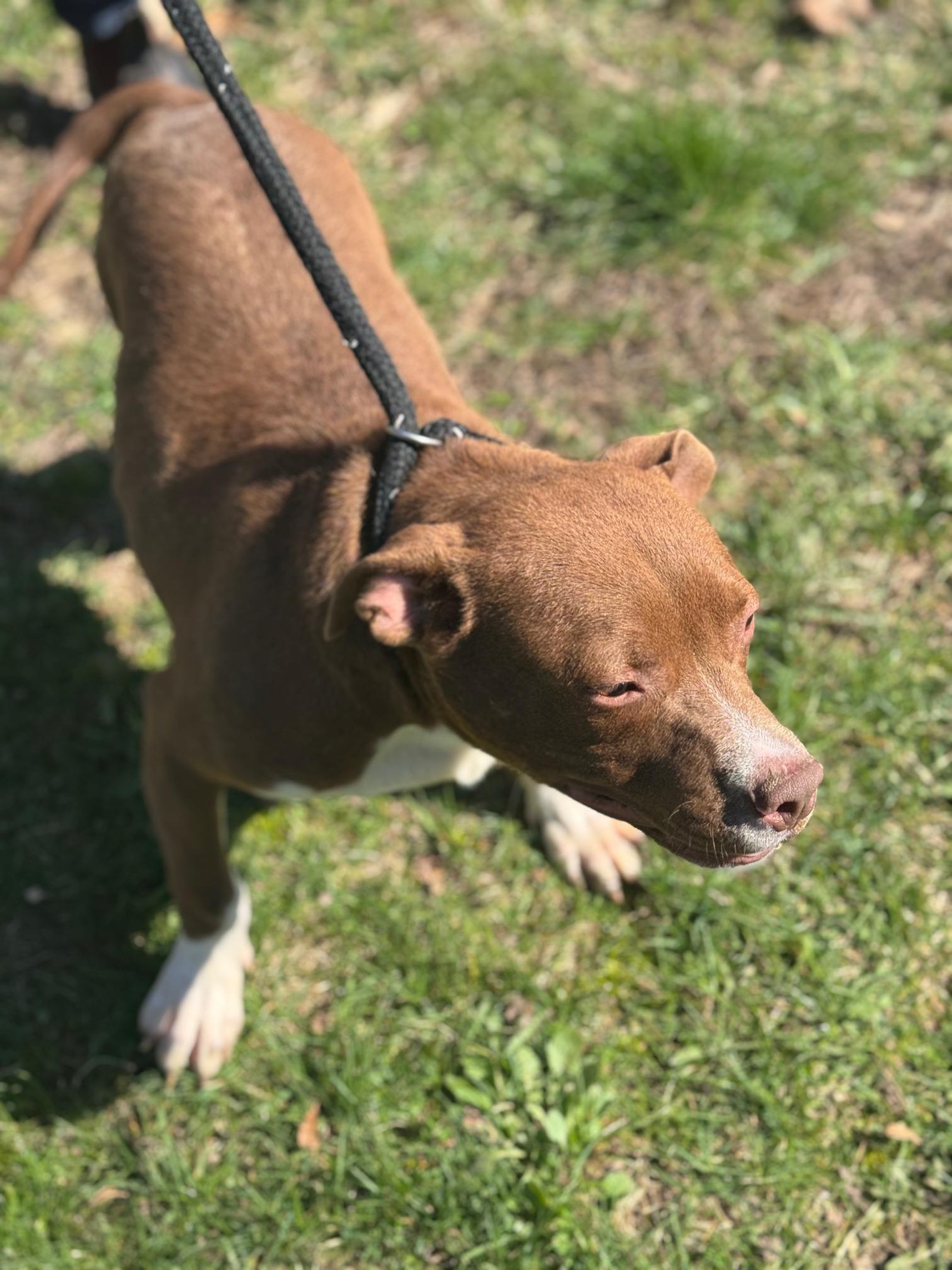 Enlarge Lime, a ADOPTABLE mixed breed in Benton Harbor, MI image 3/6