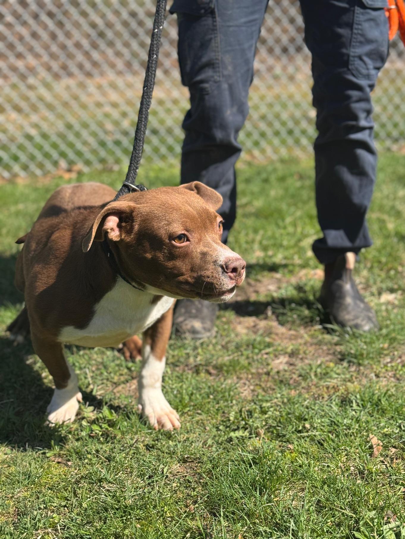 Enlarge Lime, a ADOPTABLE mixed breed in Benton Harbor, MI image 6/6