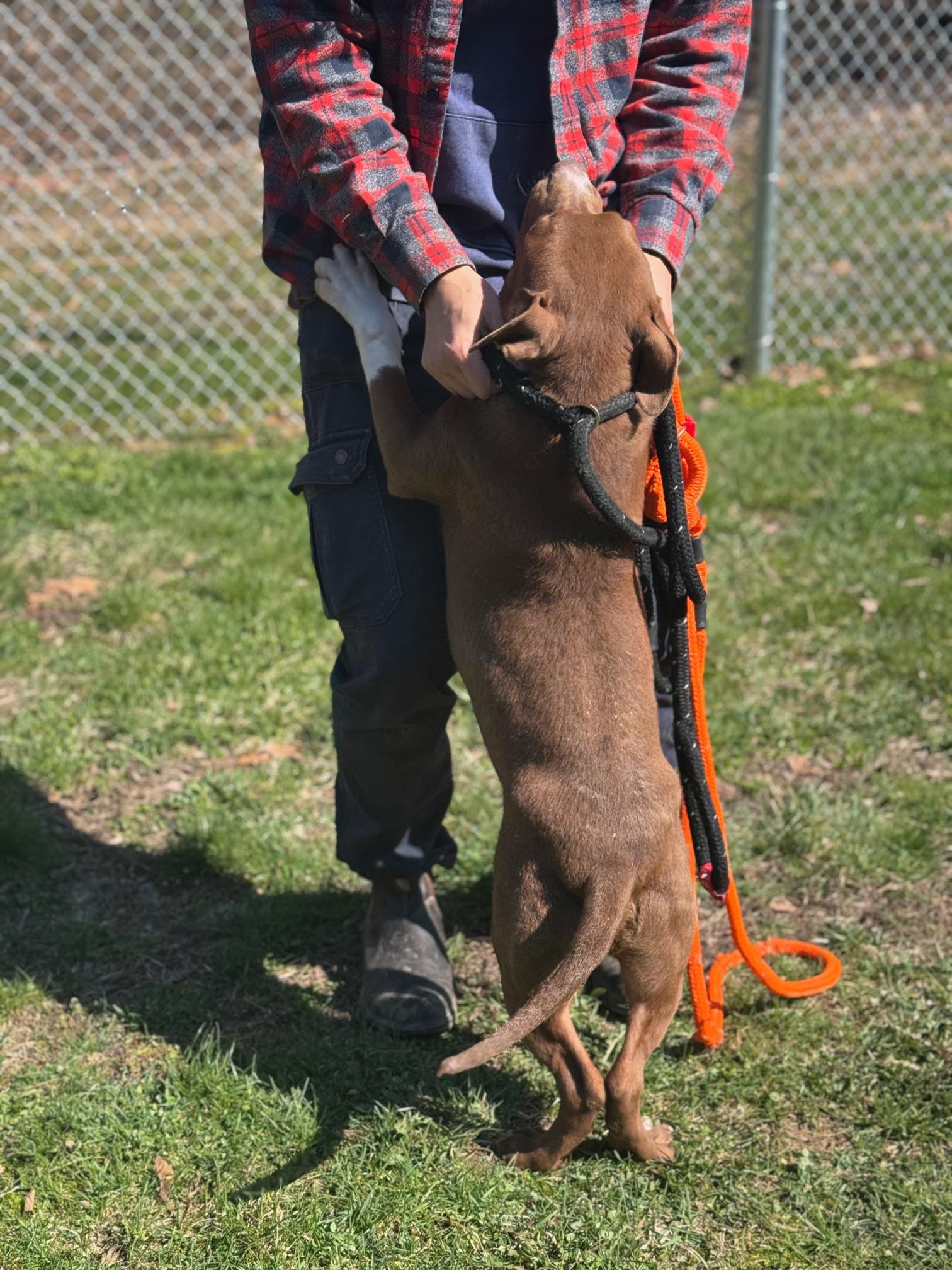 Enlarge Lime, a ADOPTABLE mixed breed in Benton Harbor, MI image 5/6