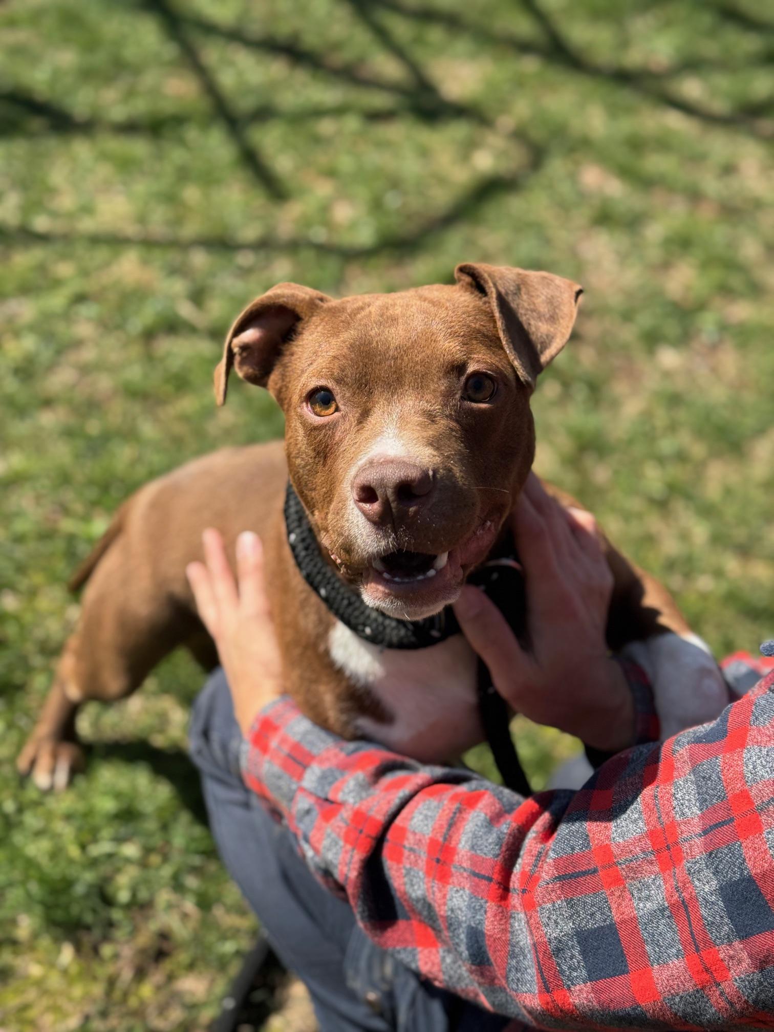 Lime, ADOPTABLE, Young Male Pit Bull Terrier & American Bulldog.