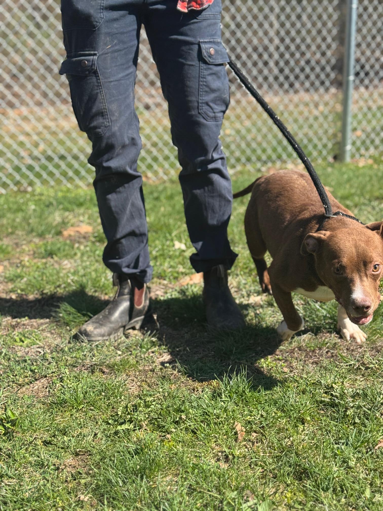 Enlarge Lime, a ADOPTABLE mixed breed in Benton Harbor, MI image 2/6