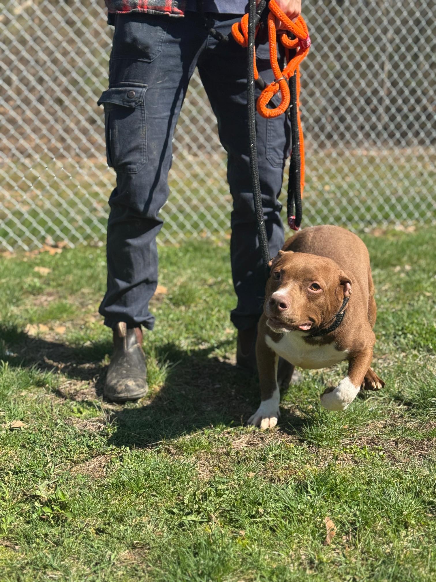 Enlarge Lime, a ADOPTABLE mixed breed in Benton Harbor, MI image 4/6