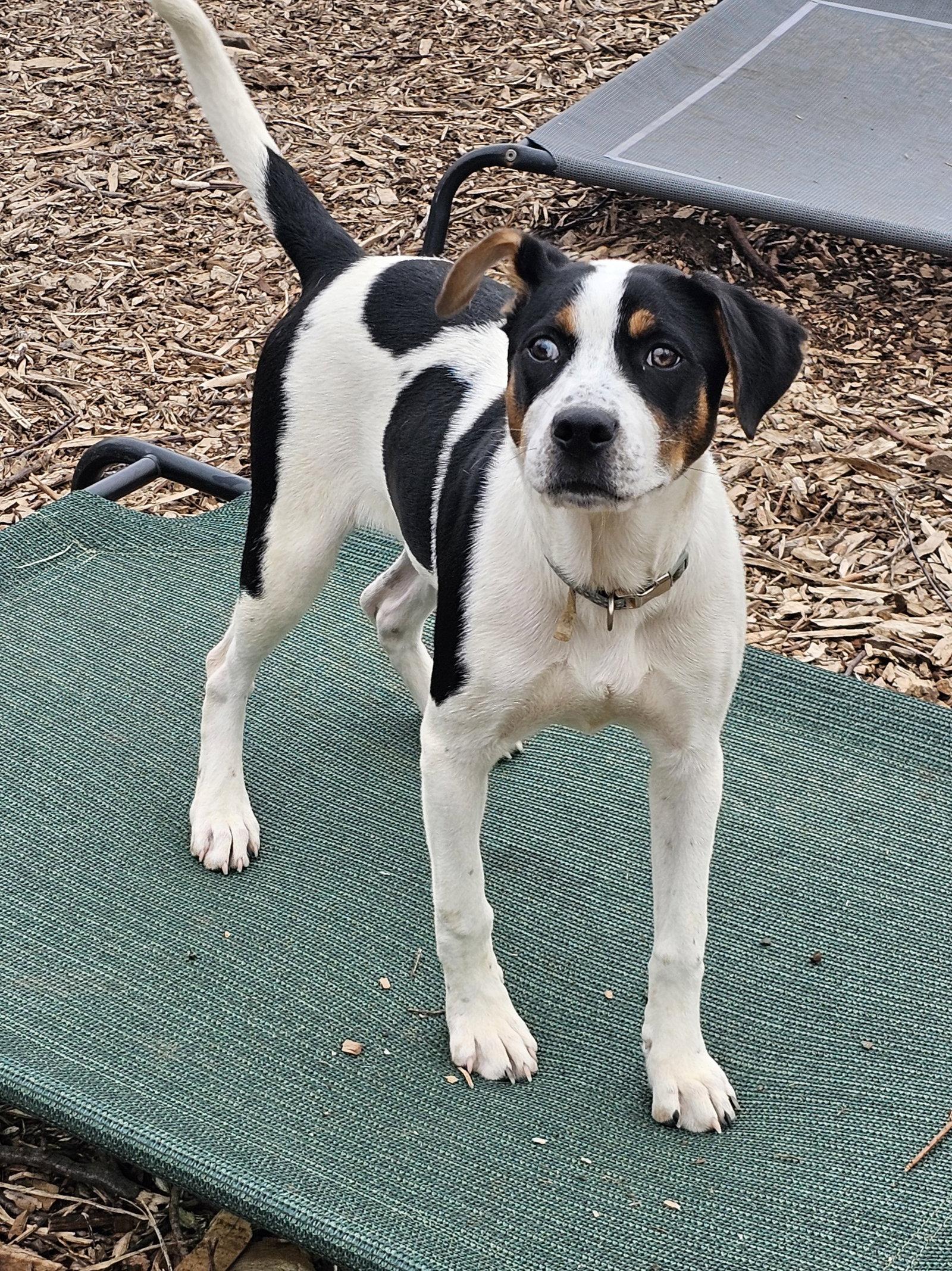 Willow, Adopted, Puppy Female Hound.