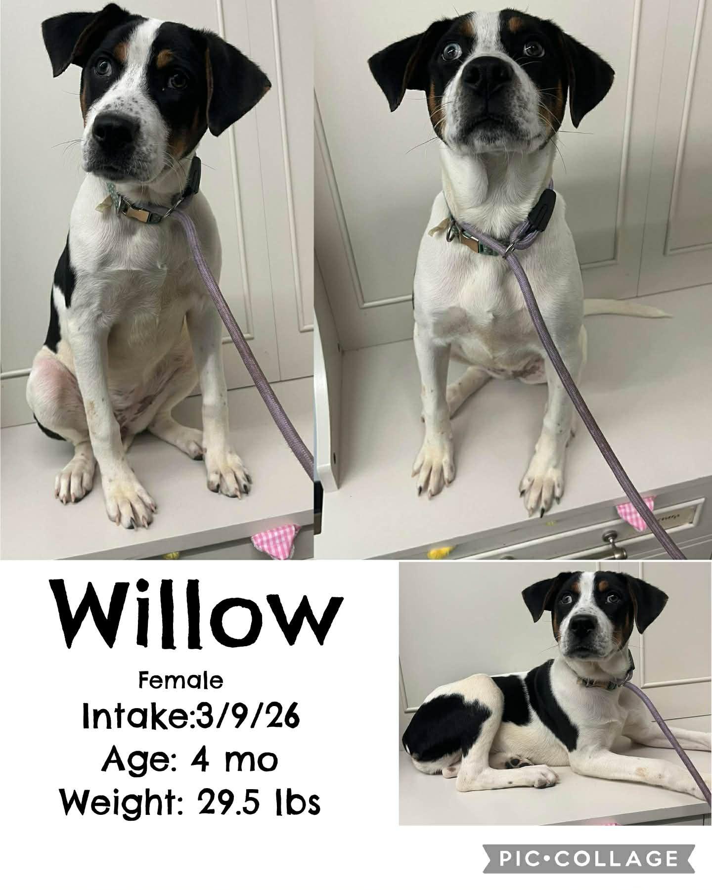 Enlarge Willow, a Adopted Hound in Ringwood, NJ image 3/3