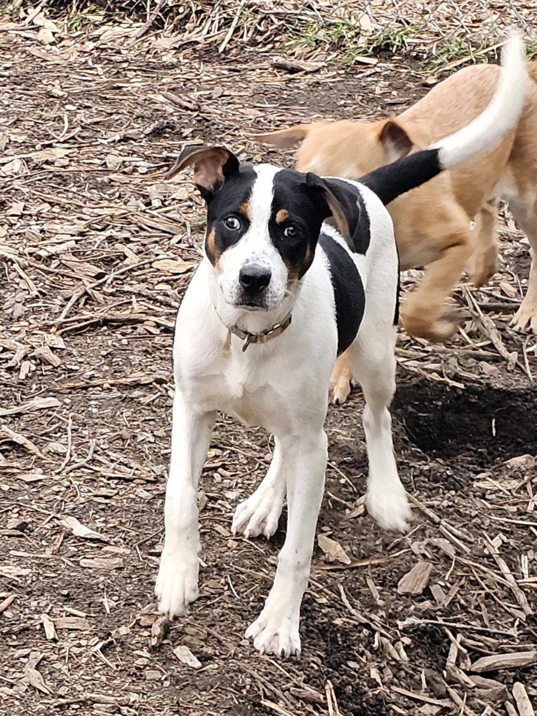 Enlarge Willow, a Adopted Hound in Ringwood, NJ image 2/3