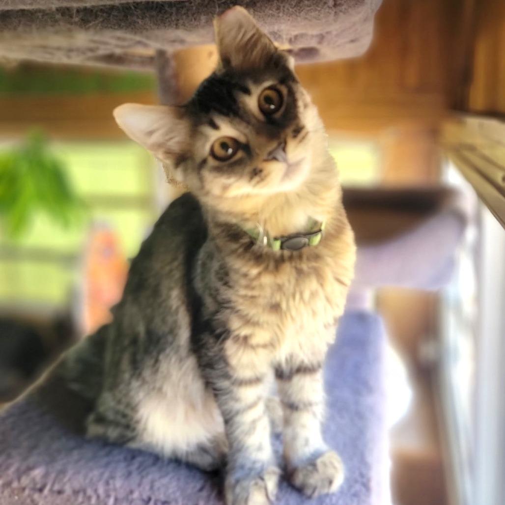 Enlarge Goose, a Adoptable Domestic Medium Hair in Washoe Valley, NV image 1/5