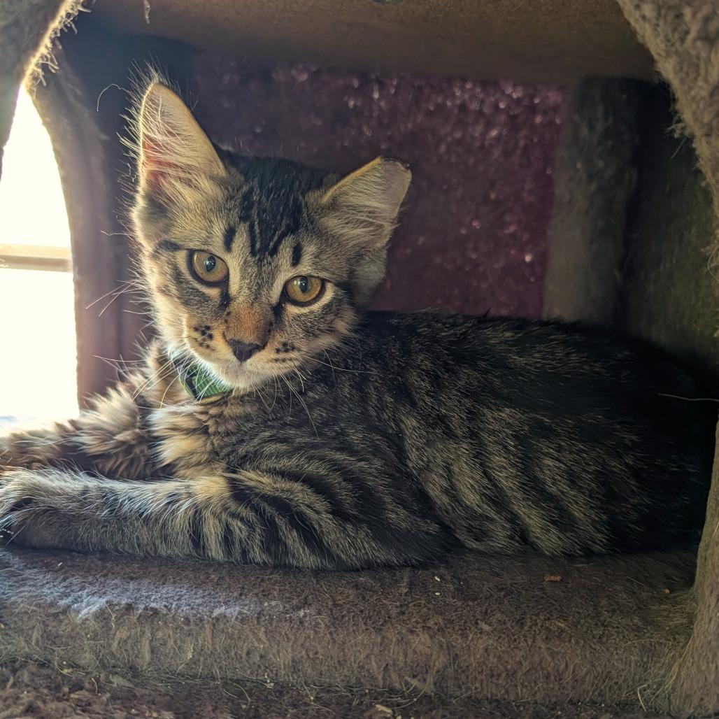 Enlarge Goose, a Adoptable Domestic Medium Hair in Washoe Valley, NV image 4/5