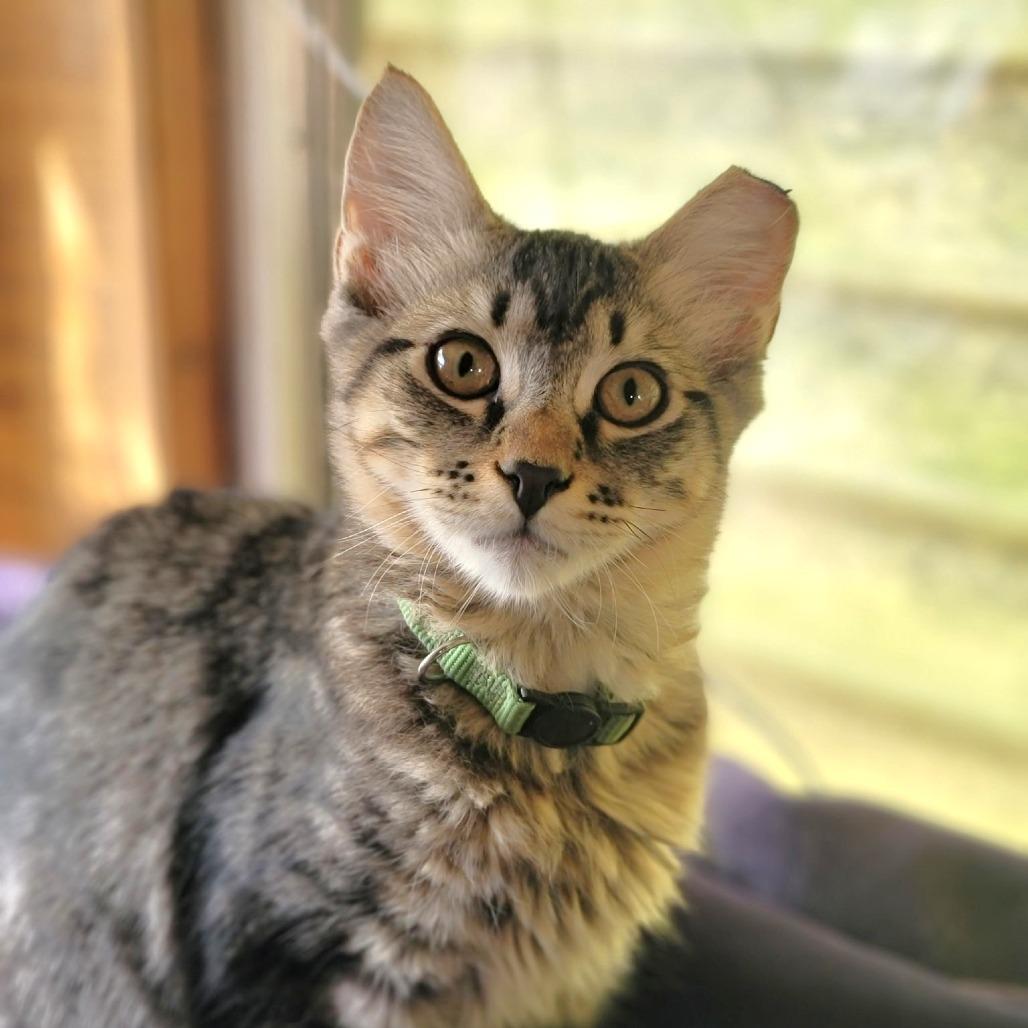 Enlarge Goose, a Adoptable Domestic Medium Hair in Washoe Valley, NV image 2/5